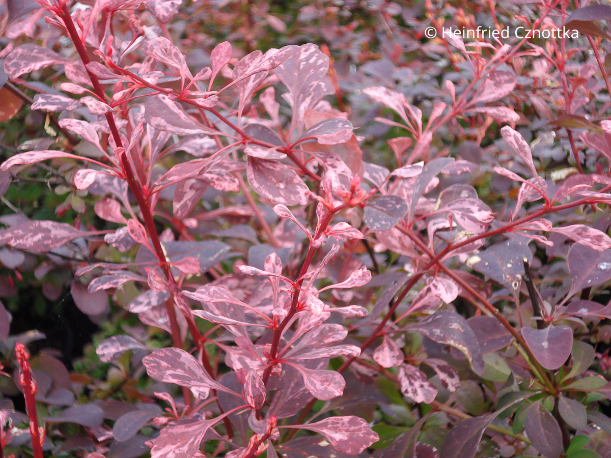 Rote Panaschierung: Berberitze (Berberis) 'Rose Glow' Rote Panaschierung: Berberitze (Berberis) 'Rose Glow'