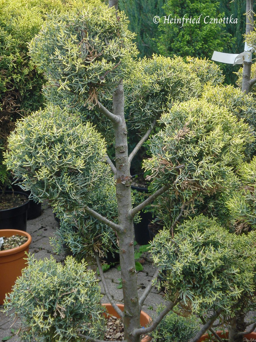 Glatte Arizona-Zypresse (Cupressus arizonica var. glabra 'Aurea') als Wolkenbaum