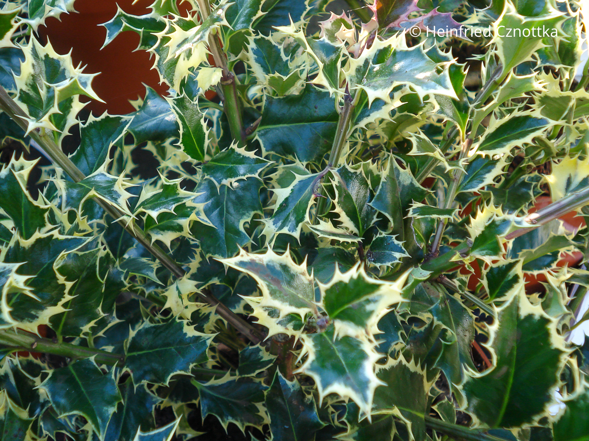 Panaschierung: die Stechpalme (Iex aquifolium) 'Argentea Marginata' mit hell gerandeten Blättern Panaschierung: die Stechpalme (Iex aquifolium) 'Argentea Marginata' mit hell gerandeten Blättern