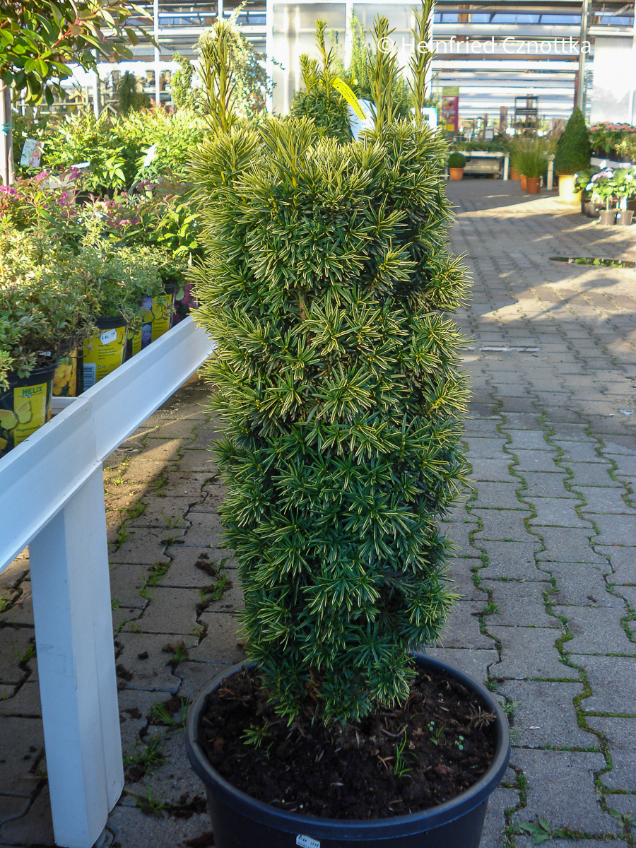 Taxus baccata 'Fastigiata Aureomarginata'