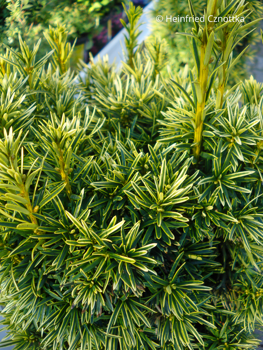Taxus baccata 'Fastigiata Aureomarginata'