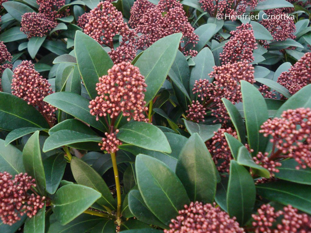 Japanische Blütenskimmie (Skimmia) 'Rubella'