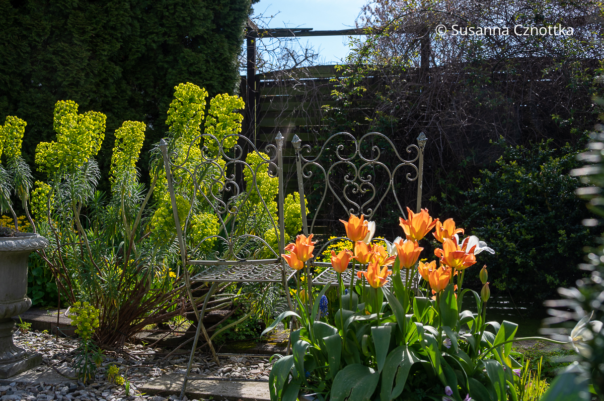 Frühlingsstauden kombinieren: Mittelmeer-Wolfsmilch (Euphorbia characias) mit orangen Tulpen