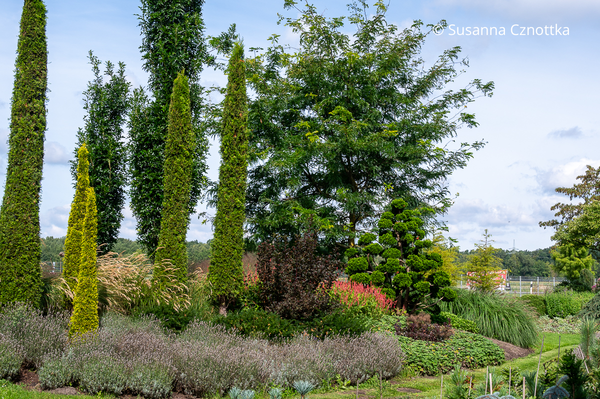 Gartengestaltung: Schlank geschnittene Smaragd-Lebensbäume (Thuja occidentalis 'Smaragd') für ein mediterranes Flair 