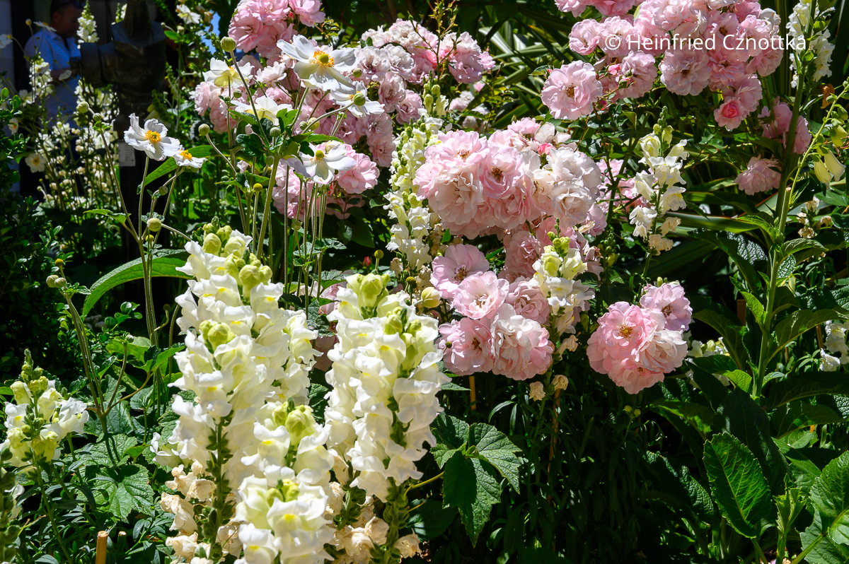 Elegante, romantische Beetkombination: rosa Rosen, weißes Löwenmäulchen (Antirrhinum majus) und weiße Herbst-Anemone Elegante, romantische Beetkombination: rosa Rosen, weißes Löwenmäulchen (Antirrhinum majus) und weiße Herbst-Anemone