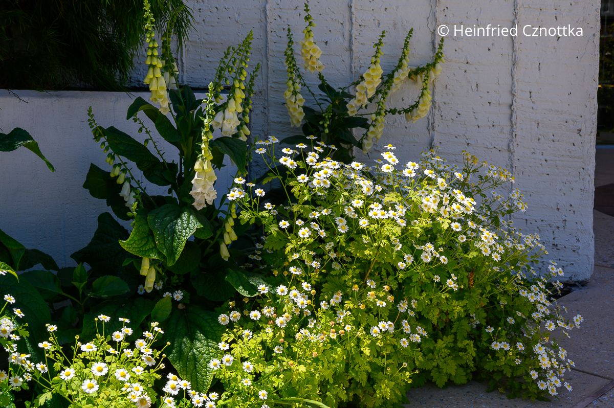 Weißer Fingerhut (Digitalis) mit gelblaubigem Mutterkraut (Tanacetum parthenium) 'Aureum' Gelblaubiges Mutterkraut (Tanacetum parthenium) 'Aureum' und weißer Fingerhut in einem Beet