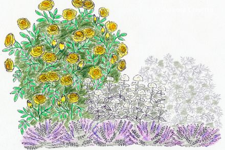Englische Rose kombinieren: mit Spornblume, Katzenminze und Wermuth 'Powis Castle'