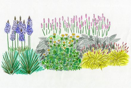 Eine Pflanzenkombination für den Frühling mit Trollblume und Prärielilie