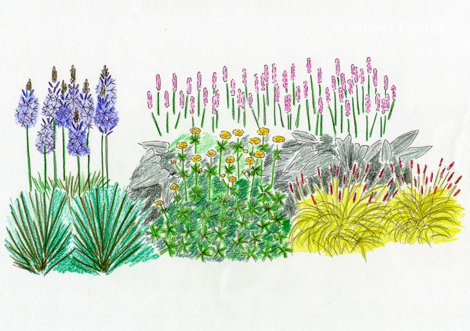Eine Pflanzenkombination für den Frühling mit Trollblume und Prärielilie