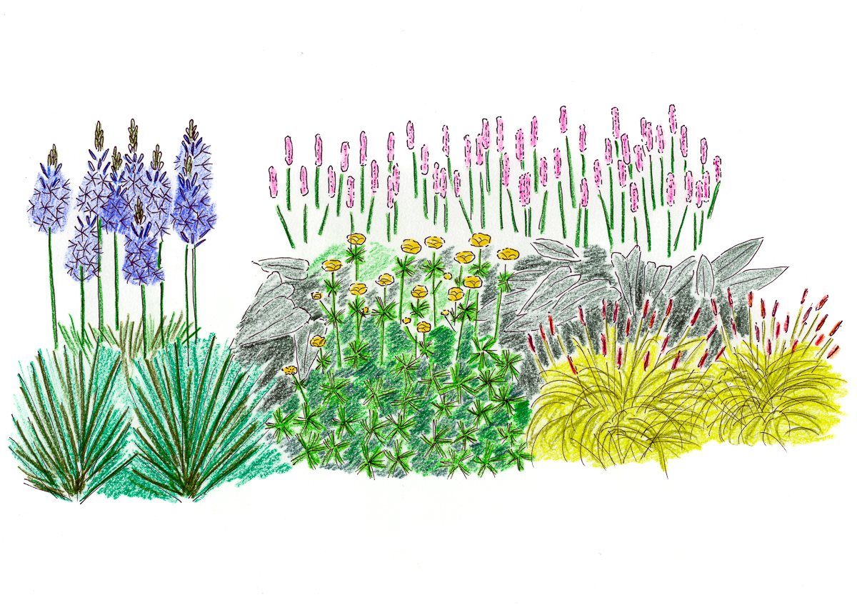 Pflanzenkombination für den Frühling mit Trollblume und Prärielilie