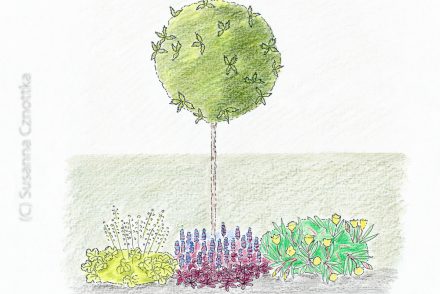 Stachelblättrige Duftblüte 'Goshiki' als Hochstamm, unterpflanzt mit Purpurglöckchen 'Lime Rickey', Missouri-Nachtkerze und dem Rotblättrigen Günsel 'Elmblut'