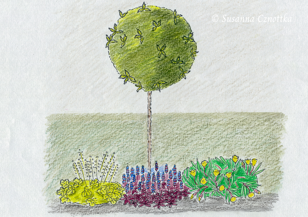 Duftblüte, (Osmanthus heterophyllus) 'Goshiki', Nachtkerze, Günsel, Purpurglöckchen 'Lime Rickey', Zeichnung
