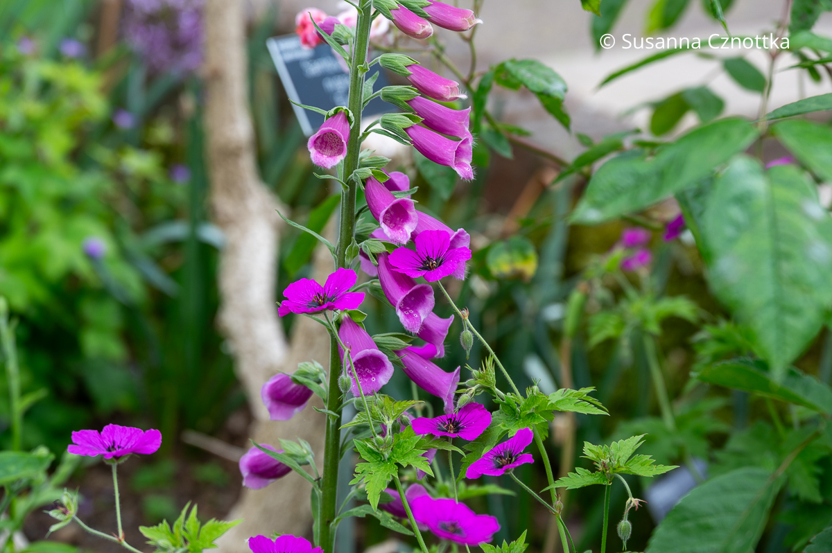 Roter Fingerhut (Digitalis purpurea) mit Armenischem Storchschnabel (Geranium psilostemon) Roter Fingerhut (Digitalis purpurea) in Magenta mit Armenischem Storchschnabel (Geranium psilostemon) in der selben Farbe