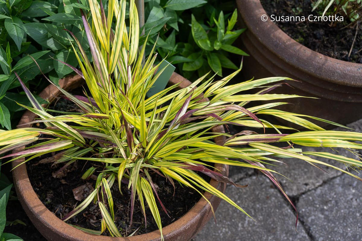 Japan-Berggras (Hakonechloa macra) 'Mulled Wine'