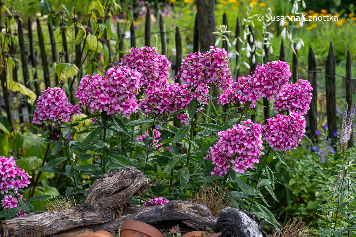 Hohe Flammenblume (Phlox paniculata) 'Miss Elie' Hohe Flammenblume (Phlox paniculata) 'Miss Elie'