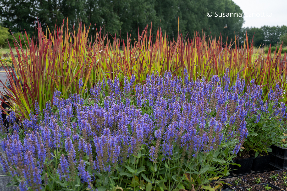 Steppen-Salbei (Salvia nemorosa) vor Japanischem Blutgras (Imperata cylindrica) 'Red Baron' mit roten Spitzen