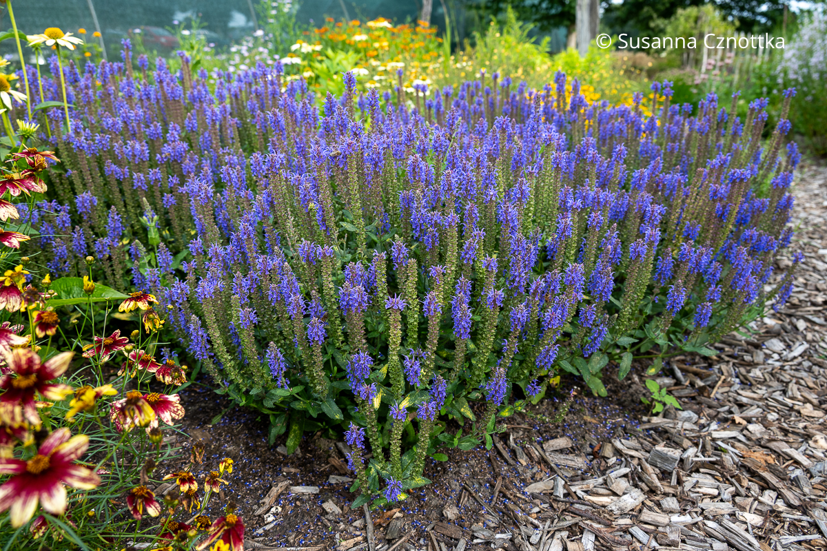 Steppen-Salbei (Salvia nemorosa) 'Rügen'  blüht in klarem Blauviolett