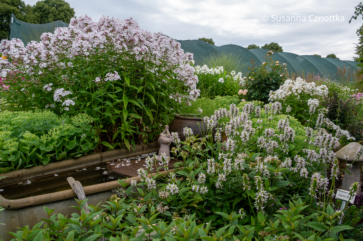 Hoher Sommer-Phlox (Phlox paniculata) 'Nirwana' und Echter Ziest (Betonica officinals syn. Stachys officinalis) Hoher Sommer-Phlox (Phlox paniculata) 'Nirwana' und Echter Ziest (Betonica officinals syn. Stachys officinalis)