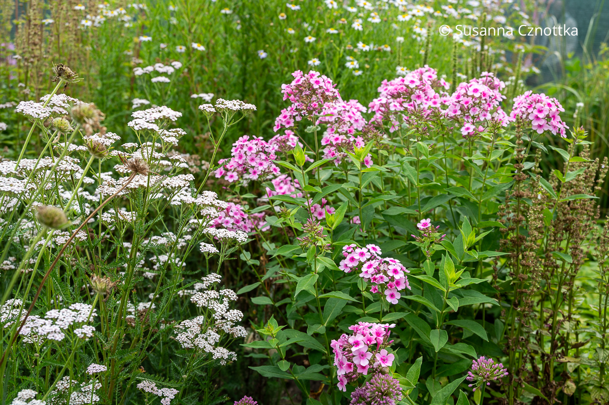 Hoher Sommerphlox (Phlox paniculata) 'Marjellchen' und weiße Schafgarbe (Achillea) Hoher Sommerphlox (Phlox paniculata) 'Marjellchen' und weiße Schafgarbe (Achillea)