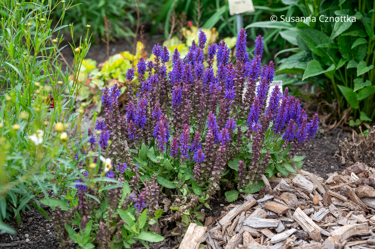 Steppen-Salbei (Salvia nemorosa) 'Alberich'