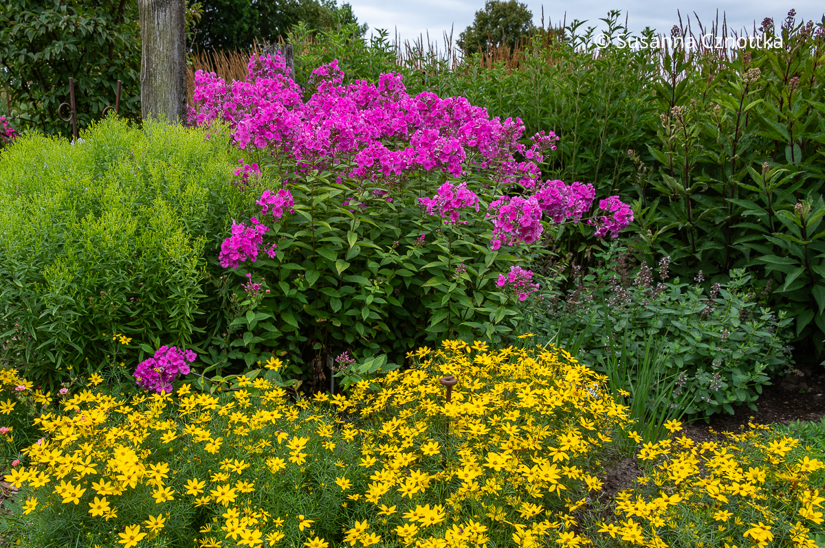 (Phlox paniculata) 'Winnetou' und Netzblatt-Mädchenauge (Phlox paniculata) 'Winnetou' und Netzblatt-Mädchenauge