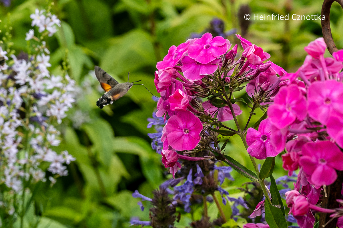 Taubenschwänzchen am Sommer-Phlox (Phlox paniculata) Taubenschwänzchen am Sommer-Phlox (Phlox paniculata)