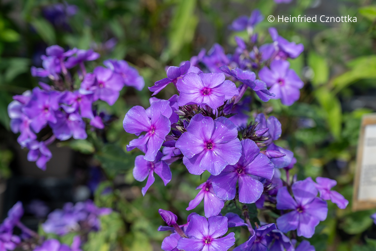 Hohe Flammenblume (Phlox paniculata) 'Blue Paradise' Hohe Flammenblume (Phlox paniculata) 'Blue Paradise'