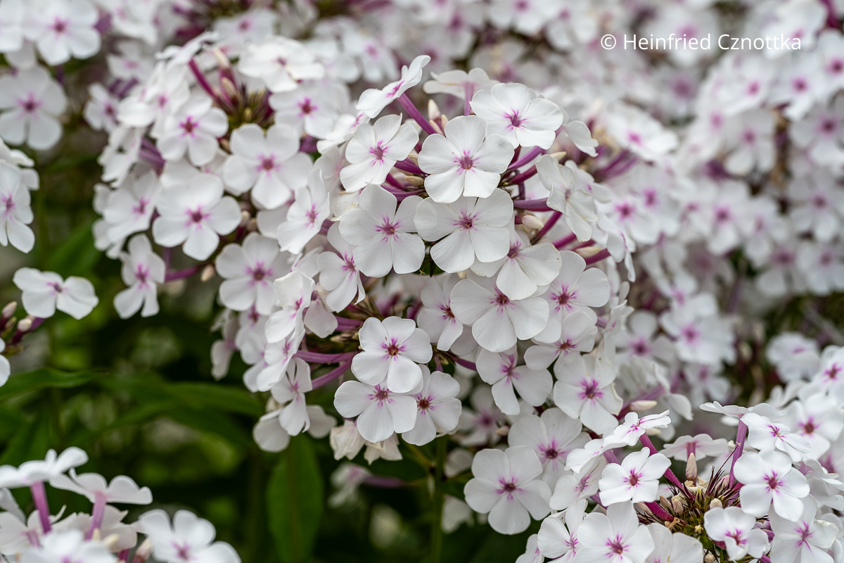 Hoher Sommer-Phlox (Phlox paniculata) 'Nirwana' Hoher Sommer-Phlox (Phlox paniculata) 'Nirwana'