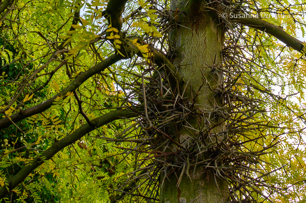 Dornen des Lederhülsenbaums (Gleditsia triacanthos)