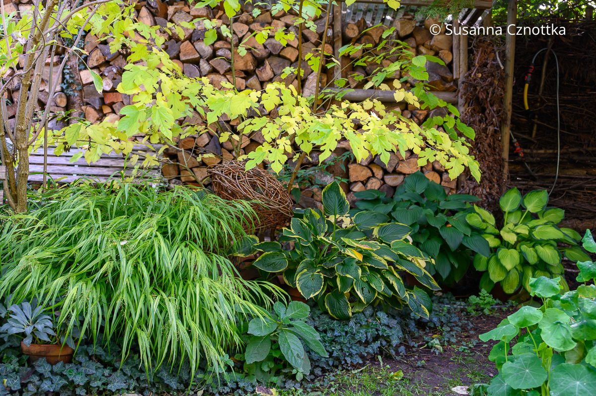 Dunkelgrüner Efeu, Japan-Berggras (Hakonechloa macra) und verschiedene Funkien