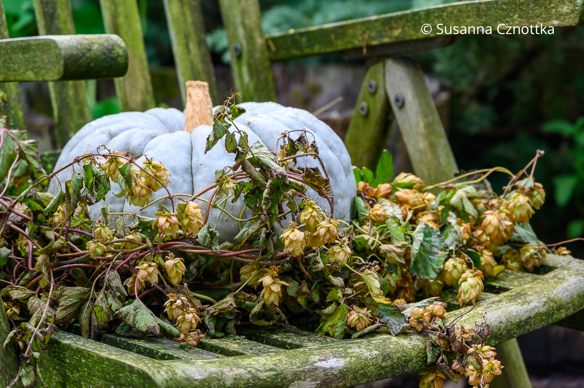 Gartendekoration im Herbst: weißer Kürbis mit einer Hopfenranke Gartendekoration im Herbst: weißer Kürbis mit einer Hopfenranke auf einem alten verwitterten Stuhl