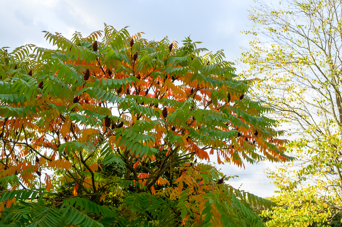 Essigbaum (Rhus typhina): Herbstfärbung