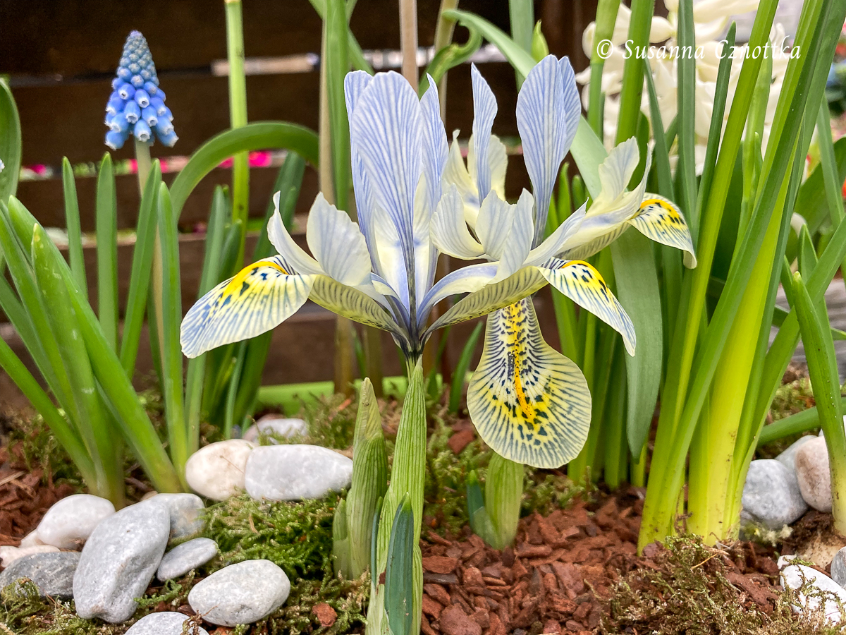 Iris reticulata-Hybride 'Katharine Hodgkin' 