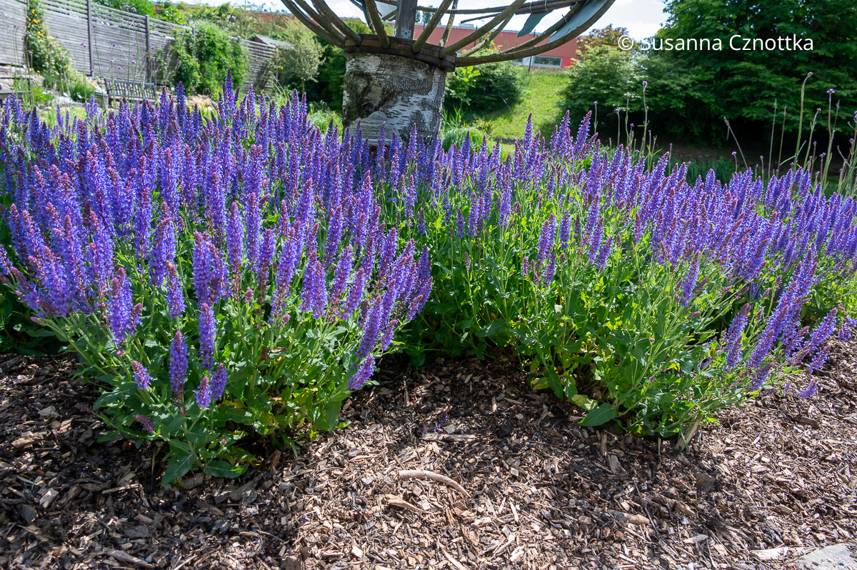 Blauvioletter Steppen-Salbei (Salvia nemorosa)