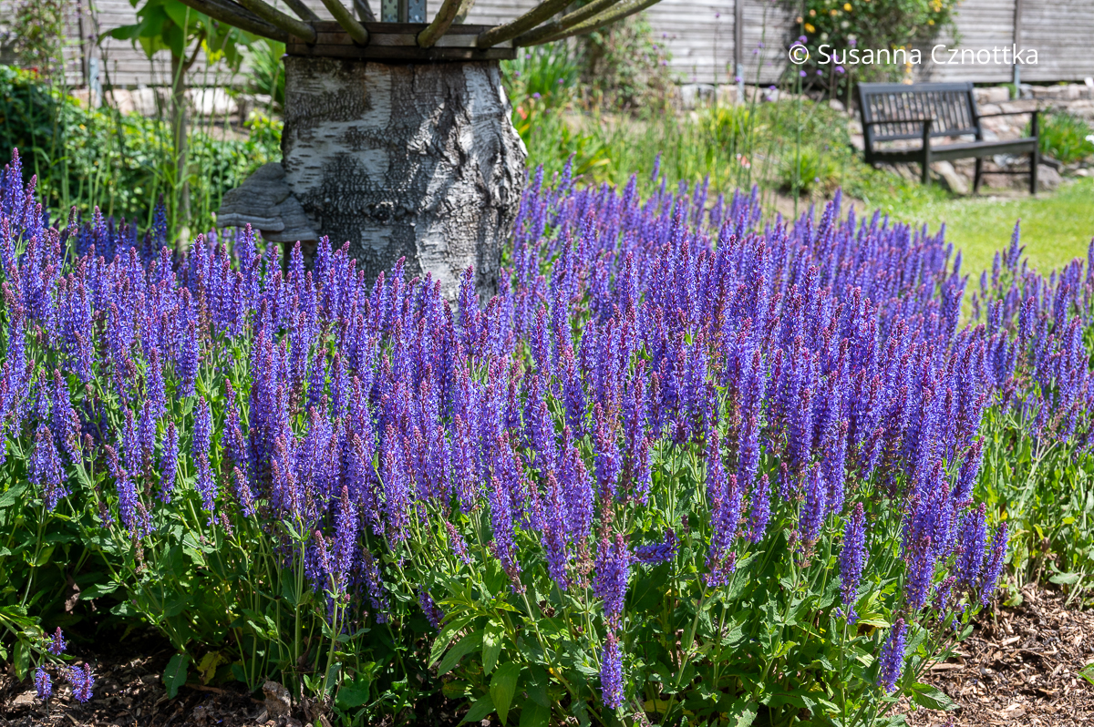 Blauvioletter Steppen-Salbei (Salvia nemorosa)