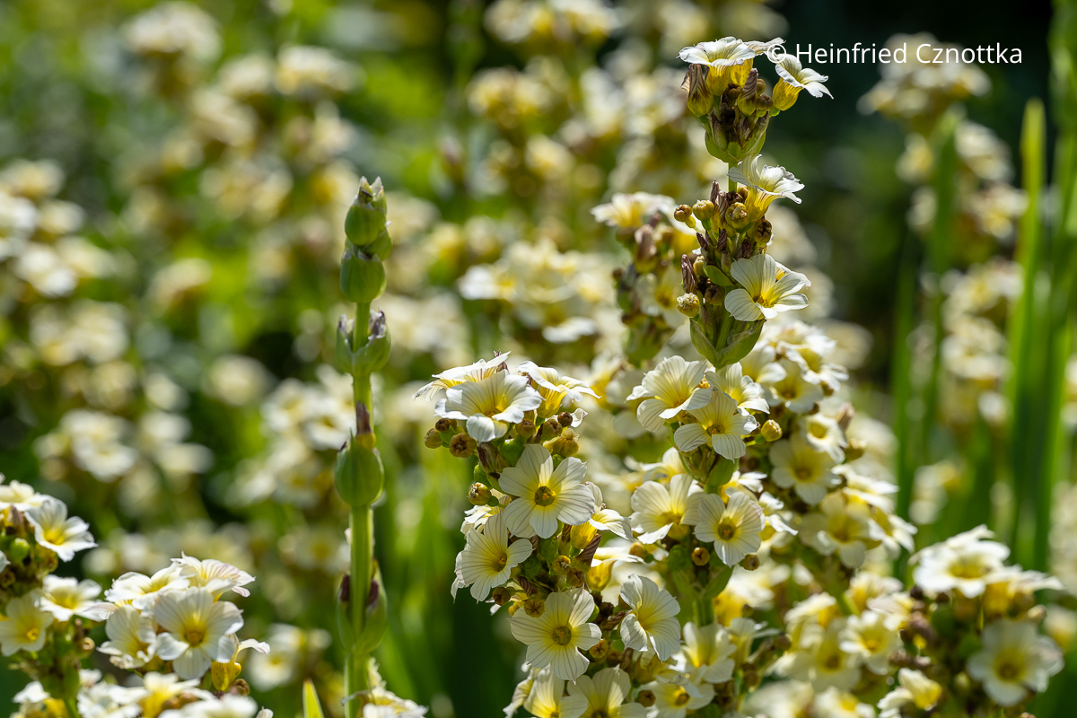 Die Blüten der Binsenlilie (Sisyrinchium striatum) 