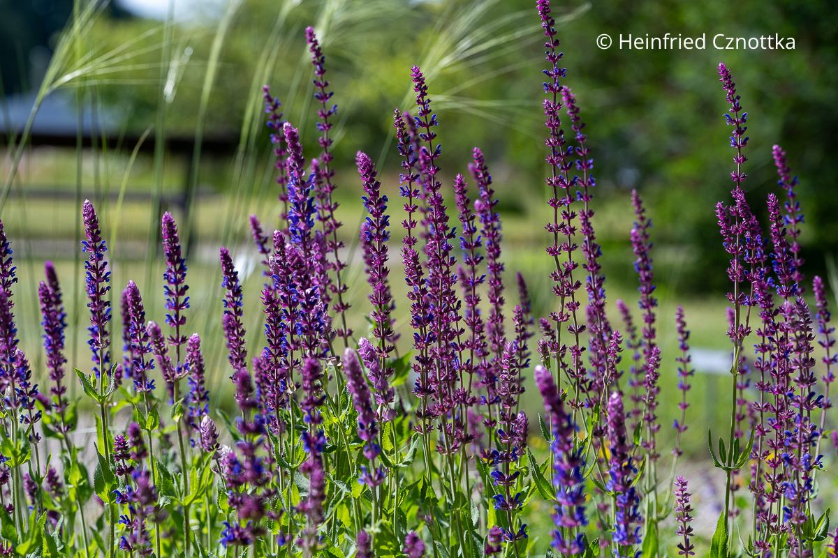 Violette Blüten des Steppen-Salbeis (Salvia nemorosa)