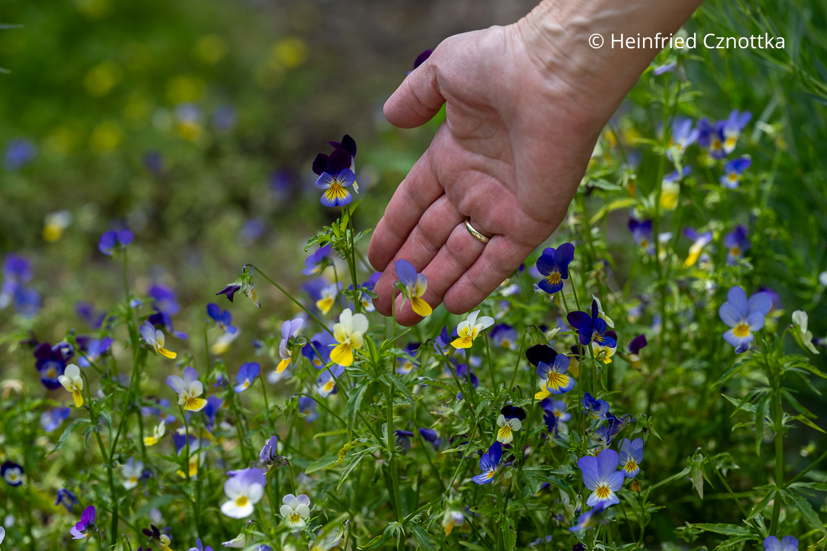 Wildes Stiefmütterchen (Viola tricolor) in Gelb- und Blautönen und Weiß