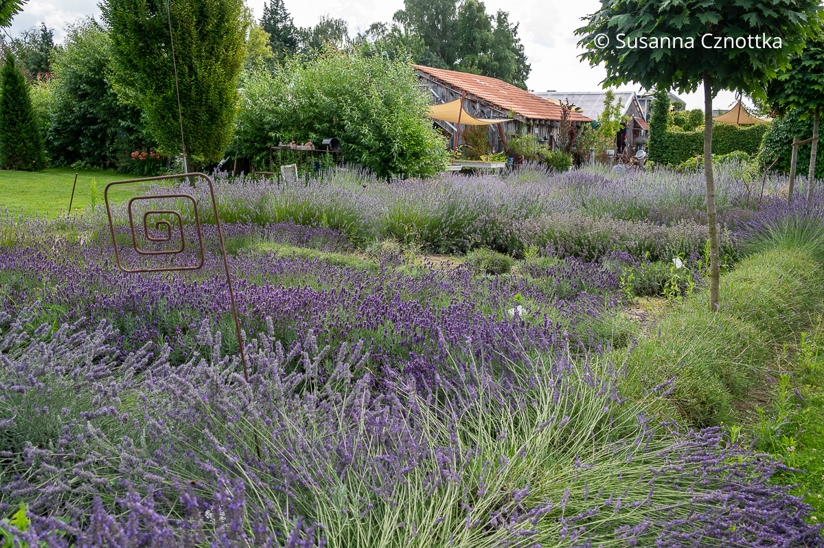 Schaugarten der Lavendelgärtnerei Beine in Salzkotten