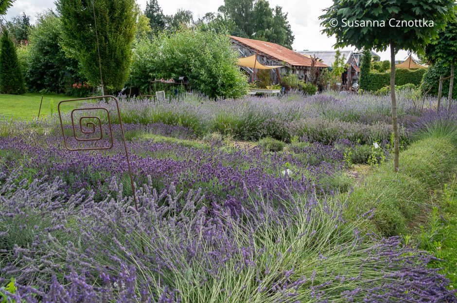 Verschiedene Lavendelsorten im Schaugarten der Lavendelgärtnerei Beine in Salzkotten