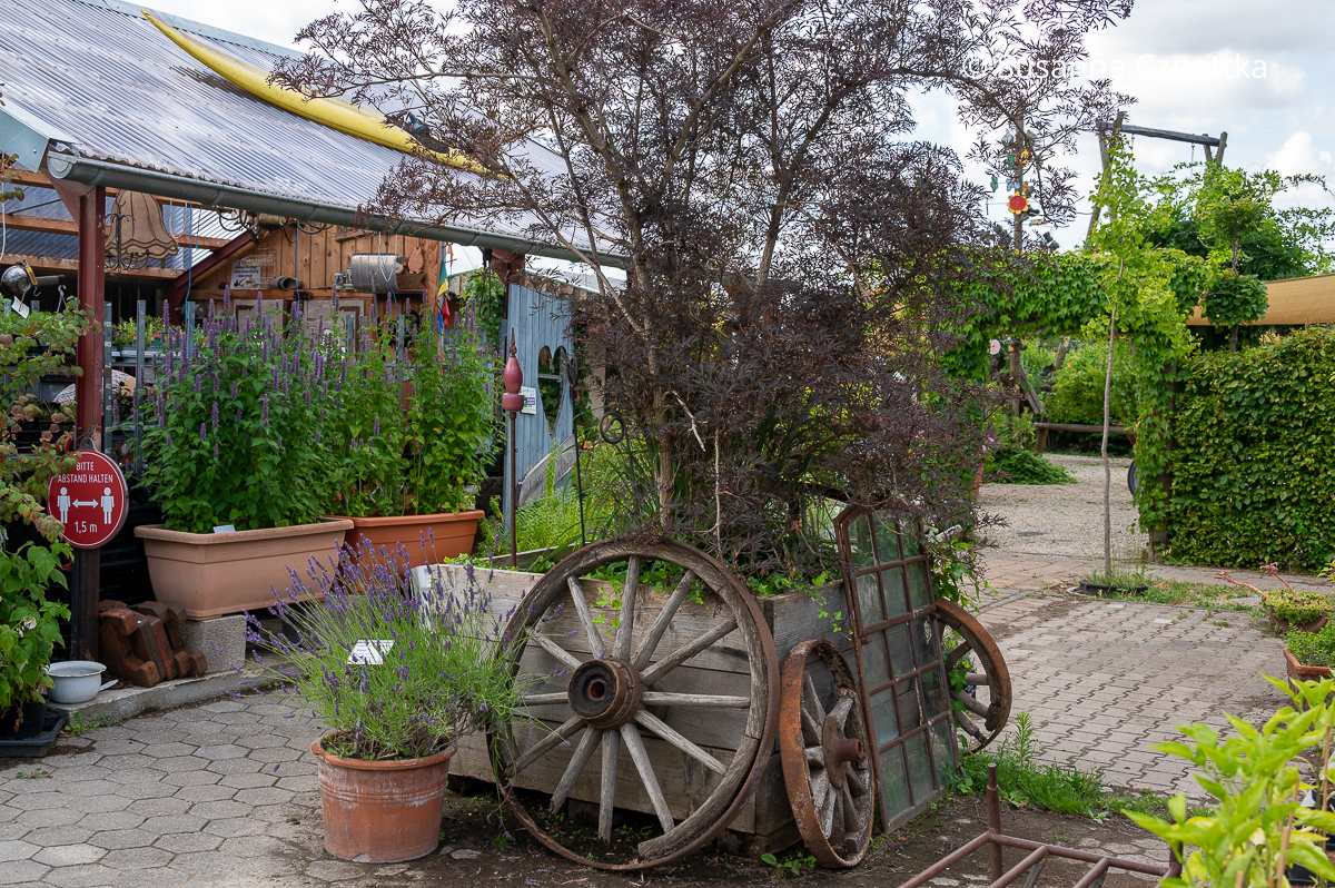 Gartendeko: Wagenräder und ein altes Stallfenster im Hof