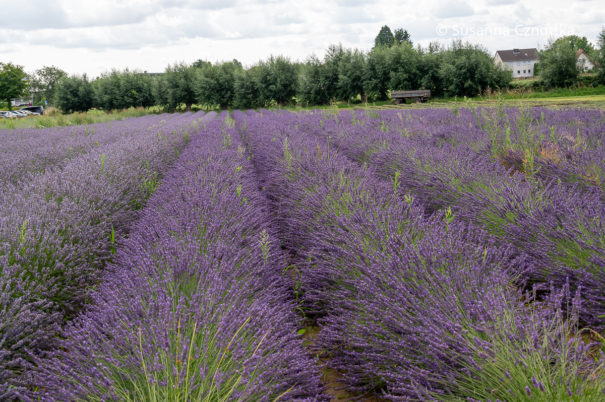 Blühendes Lavendelfeld in Ostwestfalen