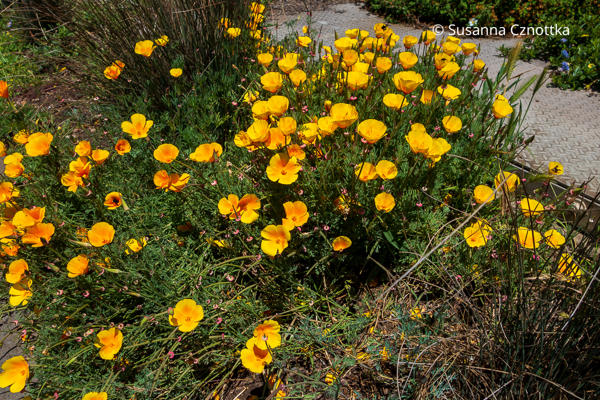 Orange im Garten: Kalifornischer Goldmohn (Eschscholzia californica)