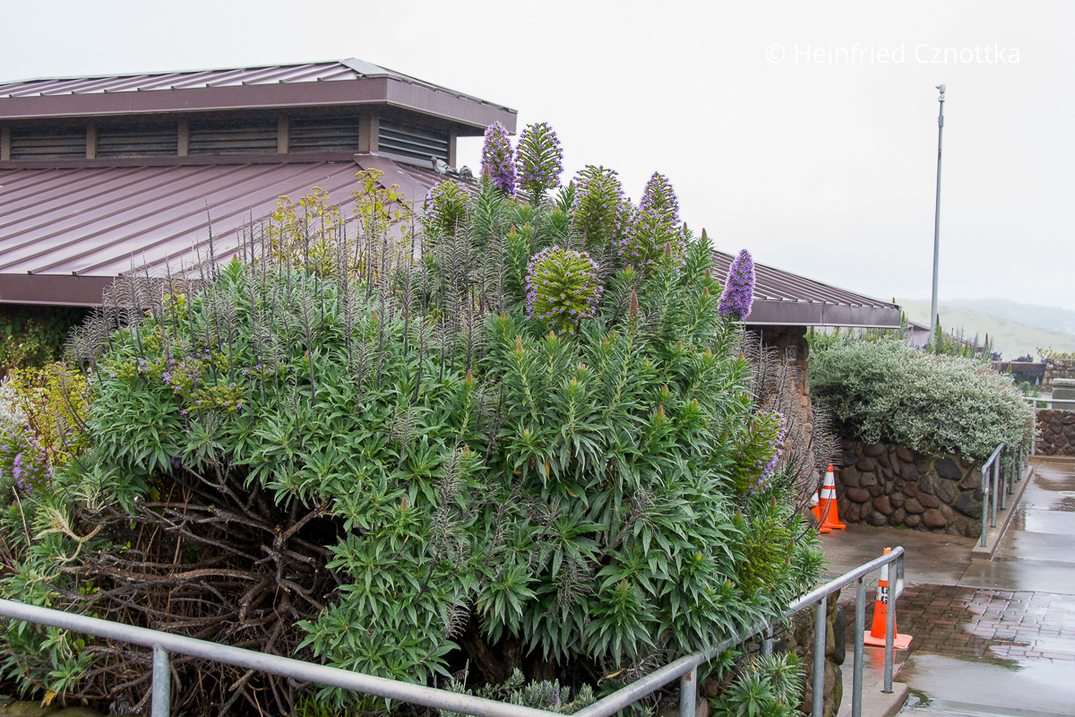 Stolz von Madeira (Echium candicans) Stolz von Madeira (Echium candicans) mit dicht mit violetten Blüten besetzten aufrechten Samenständen