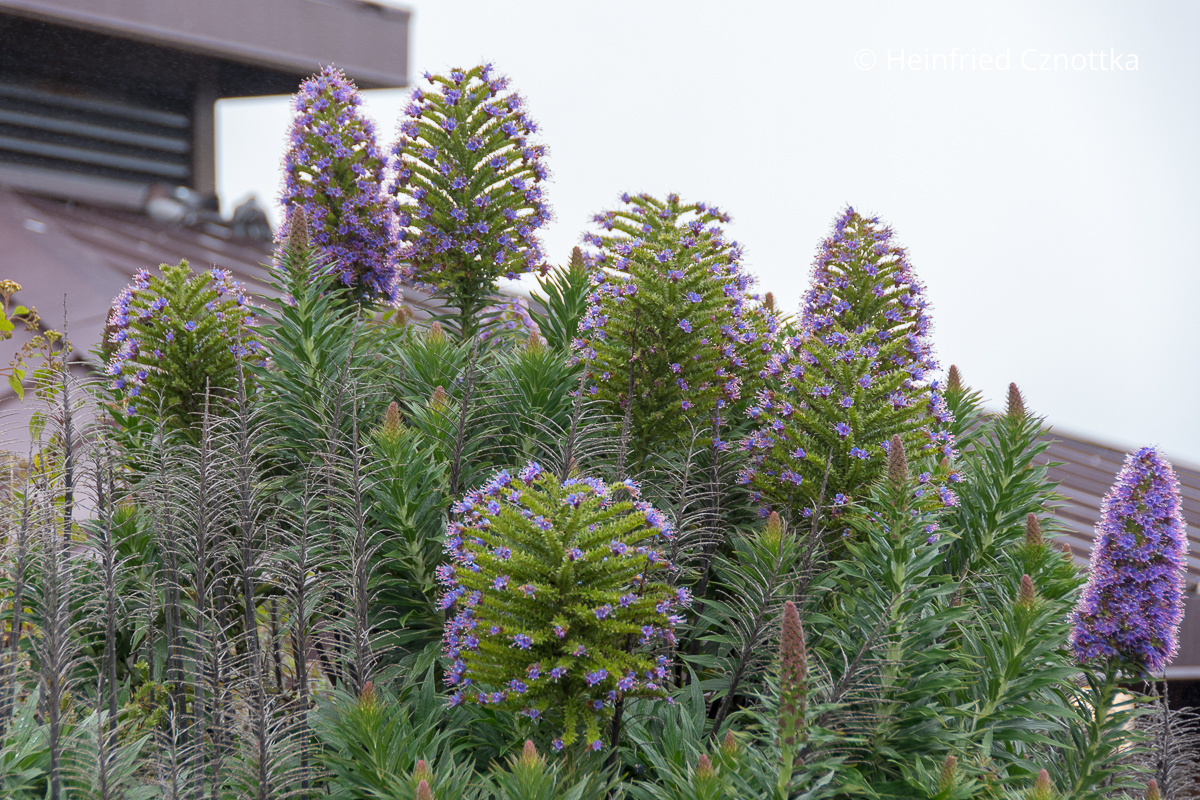Madeira-Natternkopf (Echium candicans) Madeira-Natternkopf (Echium candicans) mit dicht mit violetten Blüten besetzten aufrechten Samenständen