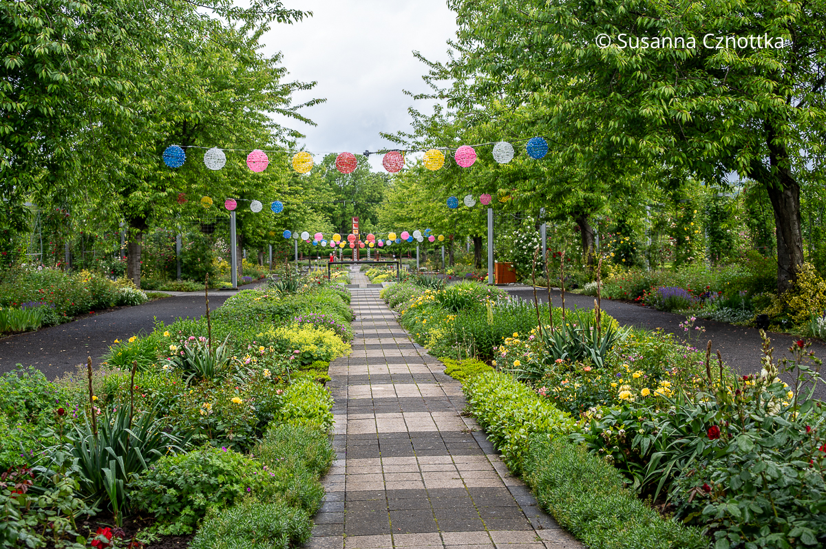 Zum Rosenfest wird das Europa-Rosarium Sangerhausen geschmückt Die Hauptachse des Rosariums mit Staudenbeeten ist mit farbigen Lampions in Weiß, Blau, Gelb und Rosa geschmückt