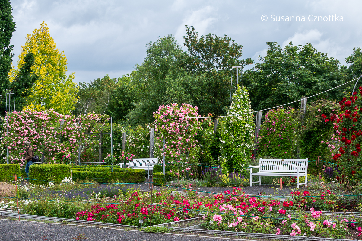 Blick in den Jubiläumsgarten im Rosarium Sangerhausen mit weißen Bänken und Kletterrosen in Rosa und Rot an Rankgerüsten und Rosenbögen