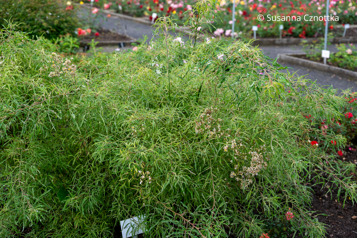 Die Bambusblättrige Rose (Rosa multiflora) 'Watsoniana' hat feines, längliches Laub Die Bambusblättrige Rose (Rosa multiflora) 'Watsoniana' hat feines, längliches Laub