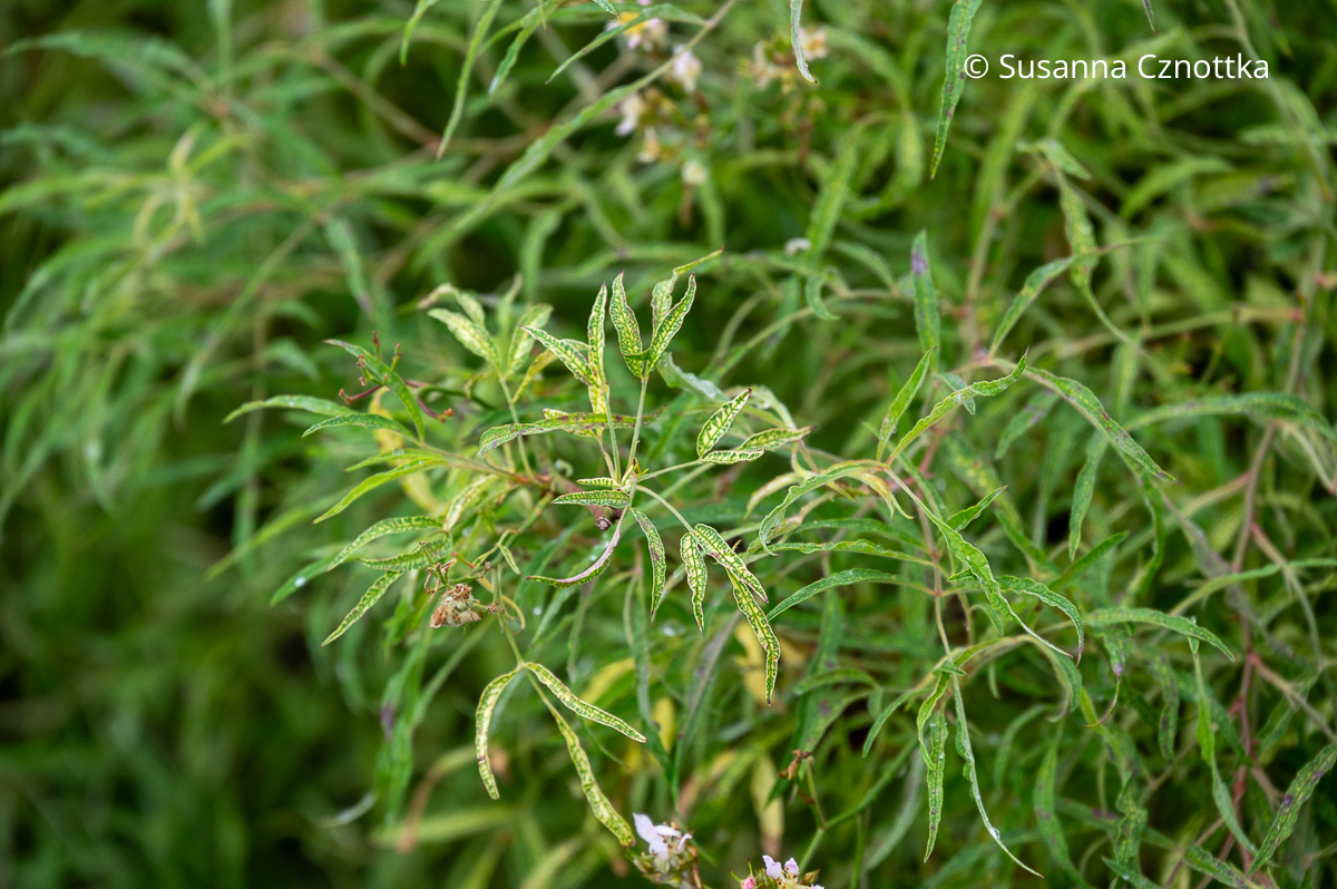 Die Bambusblättrige Rose (Rosa multiflora) 'Watsoniana' hat feines, längliches Laub Die Bambusblättrige Rose (Rosa multiflora) 'Watsoniana' hat feines, längliches Laub