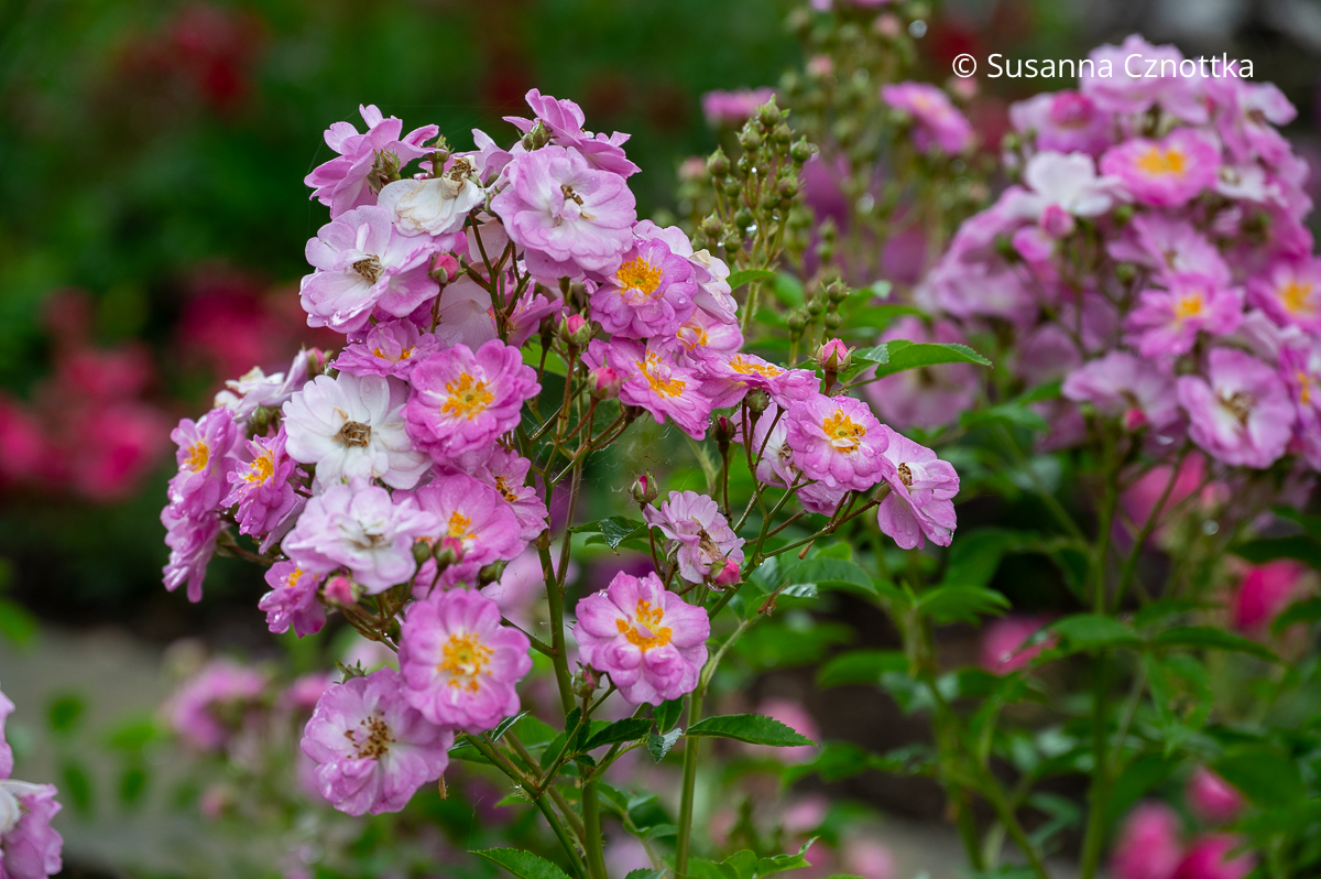 Offene rosa Blüten der Rose 'Frau Oberhofgärtner Schulze' Offene, halbgefüllte rosa Blüten der Rose 'Frau Oberhofgärtner Schulze' in einem dichten Büschel